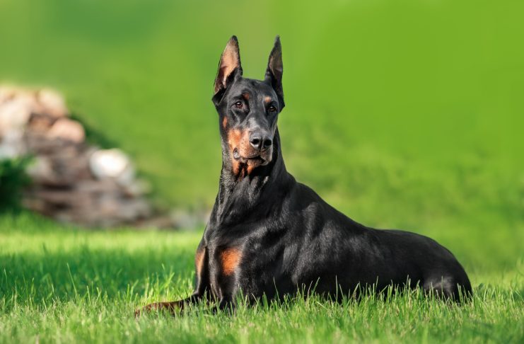 12 лучших пород собак для защиты — с ними вы будете в безопасности