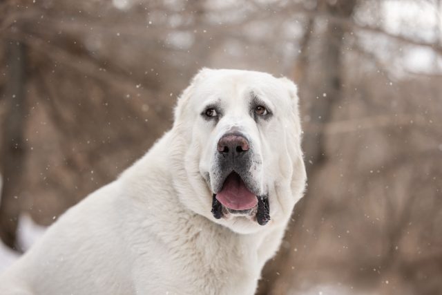 Среднеазиатская овчарка, или алабай, спокойно и жёстко охраняет свою территорию: это очень независимая порода, которой нужен простор, крепкий забор и владелец с реальным опытом.