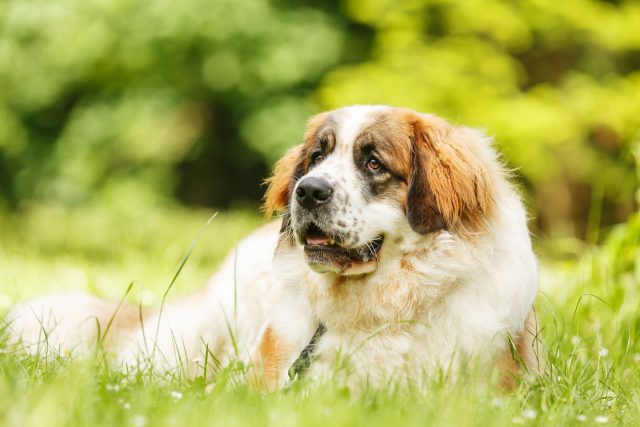 Московская сторожевая — крупная и уравновешенная собака для охраны дома и участка: она более управляема, чем многие тяжёлые сторожевые породы, но всё равно требует дрессировки и места.