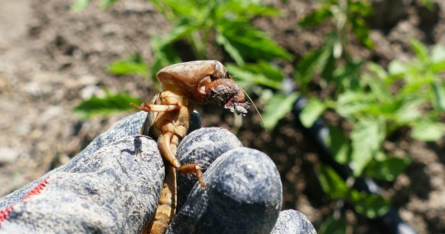 Глубокое рыхление, барьеры и перекопка не уничтожают медведку полностью, но серьёзно мешают ей добраться до растений. Эти приёмы особенно важны в период высадки рассады и формирования корневой системы. Глубокое рыхление, барьеры и перекопка не уничтожают медведку полностью, но серьёзно мешают ей добраться до растений. Эти приёмы особенно важны в период высадки рассады и формирования корневой системы.