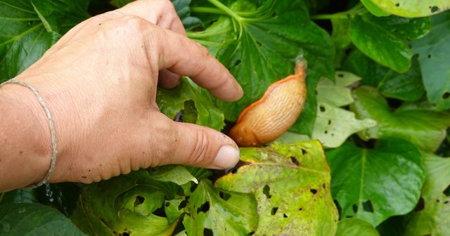 Собирать слизней вручную и ставить ловушки имеет смысл, если делать это системно. Рыхлые междурядья, сухая мульча и простые укрытия из досок или картона помогают выманить вредителей и быстро сократить их численность. Собирать слизней вручную и ставить ловушки имеет смысл, если делать это системно. Рыхлые междурядья, сухая мульча и простые укрытия из досок или картона помогают выманить вредителей и быстро сократить их численность.