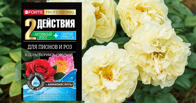 водорастворимое Bona Forte 2 в 1 для роз и пионов с аминокислотами