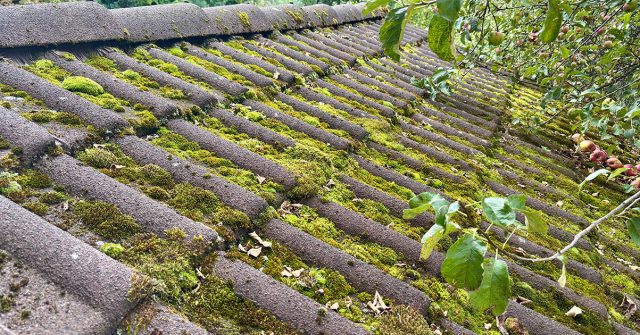 Мху не нужны корни — ему важно за что зацепиться. Трещины в бетоне, старая древесина, стыки плитки удерживают влагу и дают ему опору, поэтому именно здесь он появляется в первую очередь.