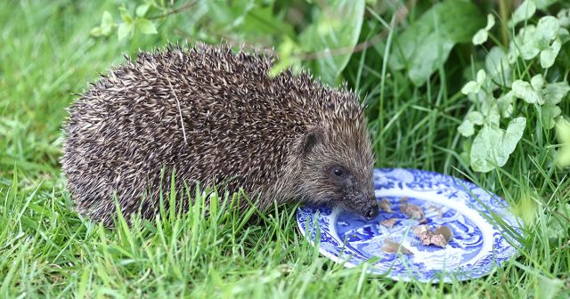 У медведки есть естественные враги — кроты, ежи и некоторые птицы. Они частично сдерживают численность вредителя, но полностью полагаться на них нельзя: их влияние ограничено и нестабильно. У медведки есть естественные враги — кроты, ежи и некоторые птицы. Они частично сдерживают численность вредителя, но полностью полагаться на них нельзя: их влияние ограничено и нестабильно.