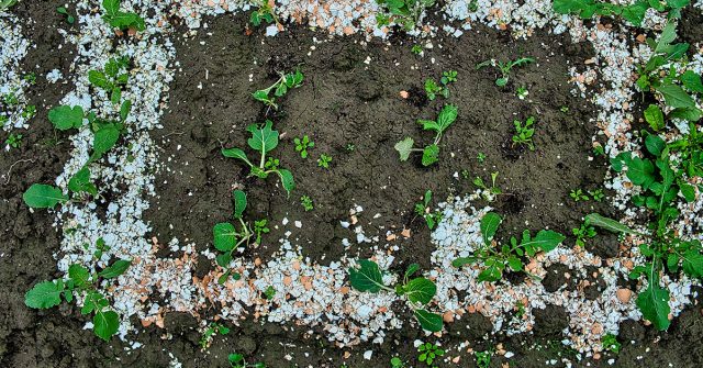 Зола, скорлупа, горчица и другие народные средства чаще дают больше надежд, чем результата. После первой росы или дождя их эффект почти исчезает, а слизни спокойно возвращаются на грядки. Зола, скорлупа, горчица и другие народные средства чаще дают больше надежд, чем результата. После первой росы или дождя их эффект почти исчезает, а слизни спокойно возвращаются на грядки.