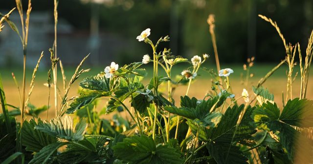 В период бутонизации растению особенно нужны фосфор, калий и бор — именно они влияют на цветение, завязывание и размер ягод.