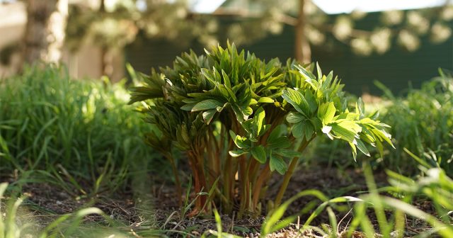 Перед цветением пионы уже используют накопленные ресурсы, поэтому подкормки нужны точечно. Их задача — поддержать кусты, если питание на ранних этапах было недостаточным.