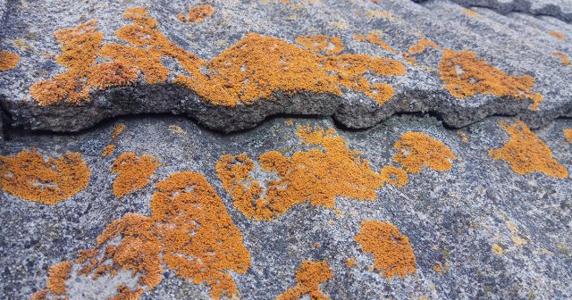 Мох исчезает только там, где меняются условия: больше света, нормальный дренаж, рыхлая почва и контроль кислотности. Без этого он будет возвращаться снова, даже после самой тщательной очистки.