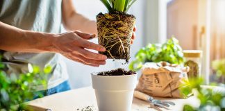 6 причин, почему растение болеет после пересадки