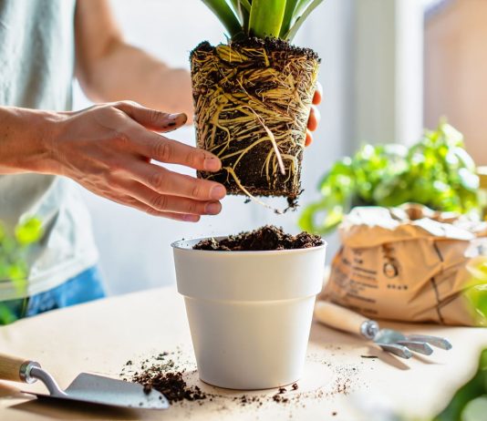 6 причин, почему растение болеет после пересадки