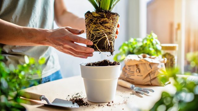6 причин, почему комнатные растения болеют после пересадки