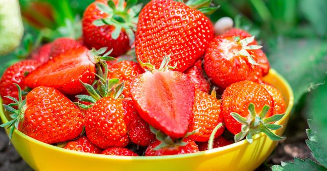 После сбора урожая клубнику тоже важно подкормить, чтобы не потерять следующий сезон.