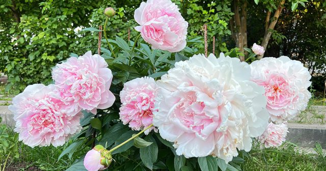 Выбор между минеральными и органическими удобрениями зависит от условий участка. Минералка даёт быстрый эффект, органика работает медленнее, но улучшает структуру почвы и её плодородие.