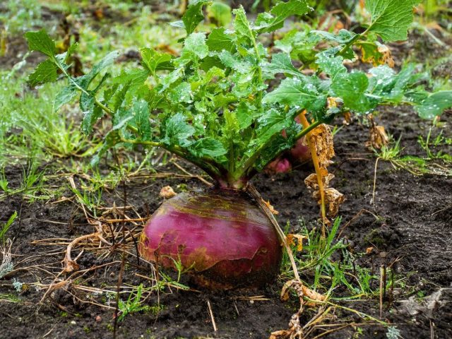Брюква с плотными округлыми корнеплодами и сизо-зелёной ботвой — старый, выносливый овощ, который хорошо удаётся даже в прохладное лето. При хорошем поливе вырастает сочной, сладковатой и отлично хранится.
