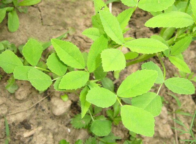 Пажитник с нежной резной зеленью и тонкими стеблями — неприхотливая пряная культура, которую легко вырастить без рассады. Листья быстро нарастают и подходят для салатов, супов и ароматных домашних блюд.