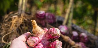 7 спорных культур для дачи: одни их обожают, другие больше не сажают 7 спорных культур для дачи: одни их обожают, другие больше не сажают