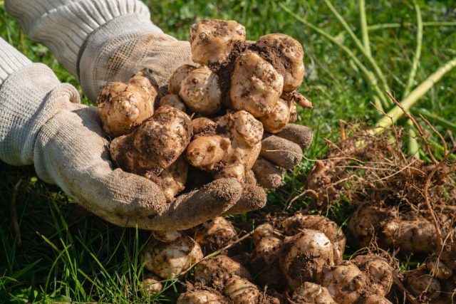 Топинамбур с неровными клубнями, покрытыми землёй после выкопки, ценят за неприхотливость и зимостойкость. Его можно оставлять в почве до весны, а свежий вкус клубней делает овощ интересным для разных блюд.