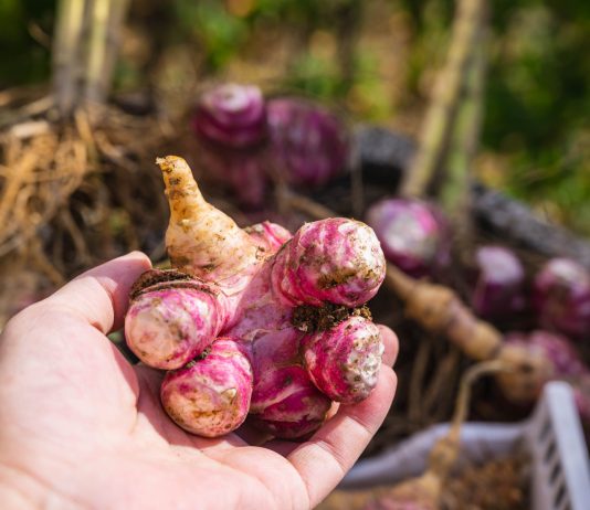 7 спорных культур для дачи: одни их обожают, другие больше не сажают