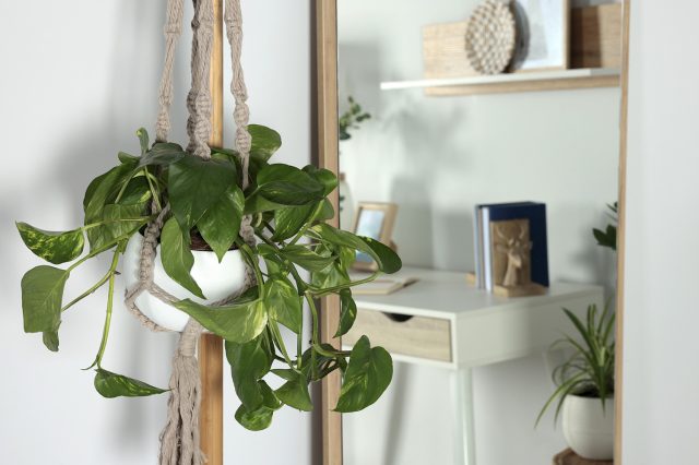 Вьющийся эпипремнум, свисающий с высокой книжной полки под потолком
