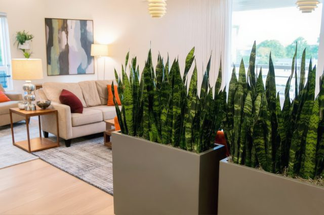 Ряд высоких сансевиерий в прямоугольном вазоне, разделяющий зоны комнаты