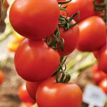 Томат Алая каравелла F1