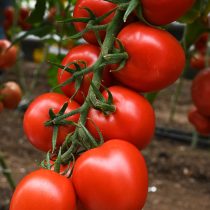 Томат Алый фрегат F1
