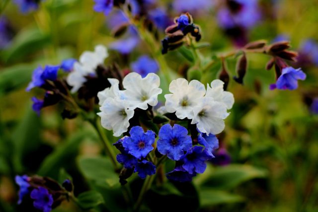 Медуница с её «ситцевыми» цветками и пятнистой листвой помогает оживить тенистые уголки сада. В сочетании с хостами и другими вариегатными растениями она создаёт светлые акценты и делает композицию выразительнее.