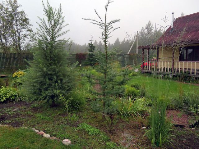 Молодые лиственницы на фоне дачного дома и хвойного леса в утренней дымке