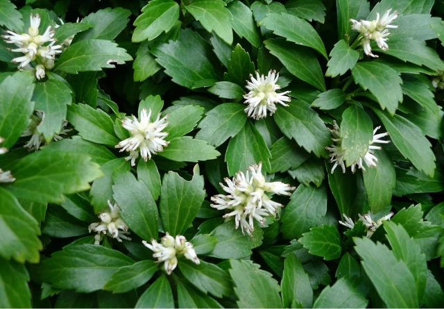 Пахизандра верхушечная