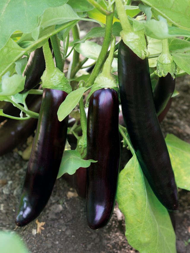 Баклажан Меч самурая