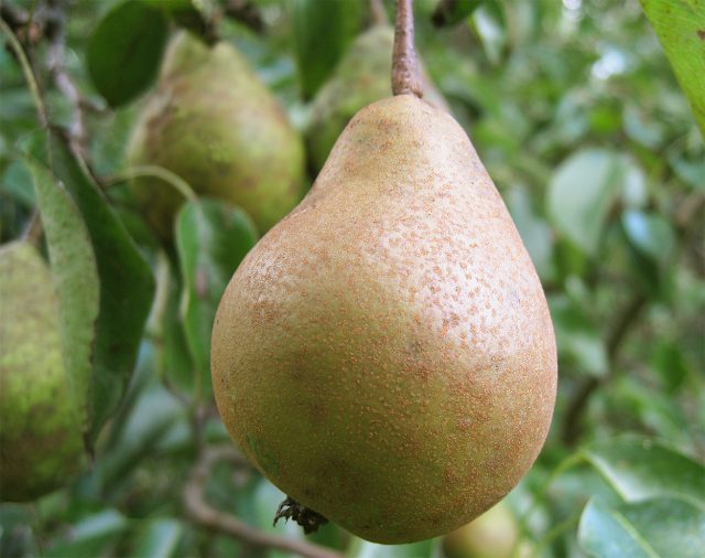 Белорусская поздняя — один из немногих поздних сортов для средней полосы, который ценят за урожайность, скороплодность и длительное хранение. Плоды сочные, кисло-сладкие, а в холоде при удачных условиях лежат почти до весны. Белорусская поздняя — один из немногих поздних сортов для средней полосы, который ценят за урожайность, скороплодность и длительное хранение. Плоды сочные, кисло-сладкие, а в холоде при удачных условиях лежат почти до весны.