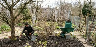 Хитрости весенних подкормок сада, о которых редко говорят