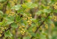 Борьба с вредителями и болезнями в саду весной