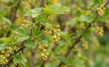 Борьба с вредителями и болезнями в саду весной
