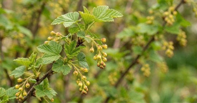 Борьба с вредителями и болезнями в саду весной