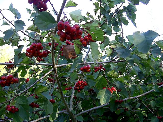 Боярышник даурский (Crataegus dahurica)