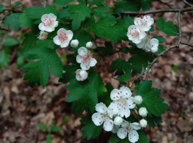 Во время цветения боярышник покрывается густыми соцветиями с сильным запахом