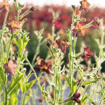 «Бронз Квин» (Nicotiana sanderae ‘Bronze Queen’)