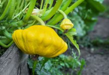 Чем патиссоны лучше кабачков: плюсы, минусы и самые вкусные сорта