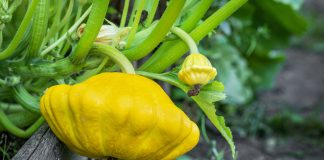 Чем патиссоны лучше кабачков: плюсы, минусы и самые вкусные сорта