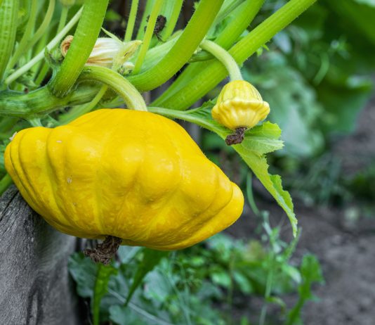 Чем патиссоны лучше кабачков: плюсы, минусы и самые вкусные сорта