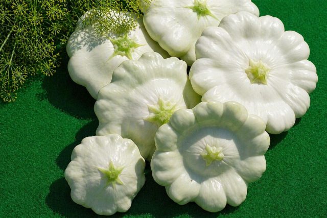 Патиссон «Пятачок» — очень ранний кустовой сорт: первые плоды снимают уже через 40–50 дней. Небольшие белые «тарелочки» по 200–250 г с плотной сочной мякотью отлично подходят для консервирования, но хранятся недолго.