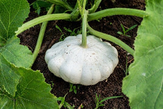 Раннеспелый кустовой патиссон «Зонтик»: до сбора 45–49 дней. Плоды чашевидные, иногда до 800 г, с белой кожицей и плотной мякотью. Устойчив к грибным болезням, но хранится недолго.