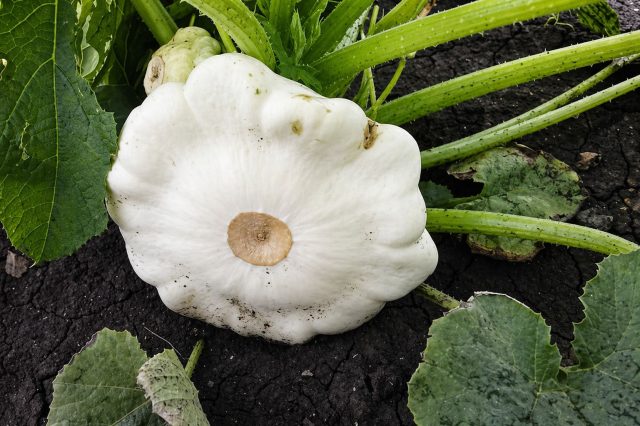 Патиссон «Диск» — ранний кустовой сорт: первые плоды снимают уже через 38–60 дней. Белые, дисковидные, до 400 г. Мякоть плотная, вкус нейтральный. Ценится за холодостойкость и стабильный урожай даже в прохладное лето.