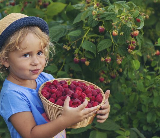 Чем подкормить малину весной, чтобы кусты хорошо тронулись в рост - Сад и огород