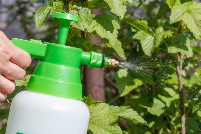 Опрыскивание малины по листу раствором монофосфата калия