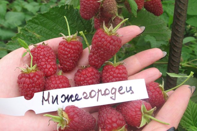 Сорт «Нижегородец» у меня всегда показывает себя отлично: ягоды крупные, плотные, насыщенного цвета. Весной обязательно даю азотно-фосфорную подкормку — и к осени кусты стабильно выдают щедрый, качественный урожай.