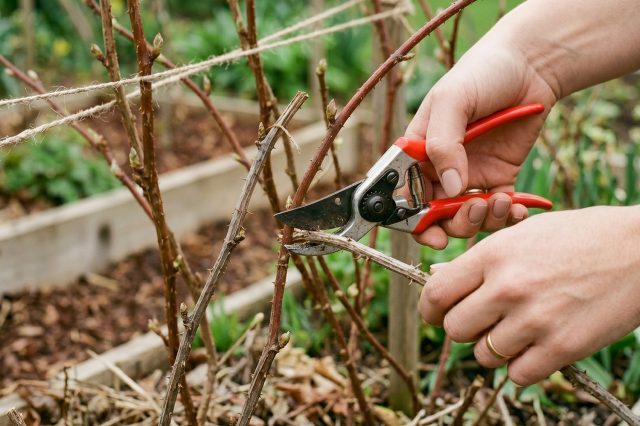 Обрезаем сухой побег малины острым секатором