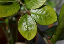 Щитовка на комнатных растениях: как найти и избавиться без ошибок Черный налёт и липкие листья — как победить щитовку на комнатных растениях