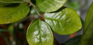 Щитовка на комнатных растениях: как найти и избавиться без ошибок Черный налёт и липкие листья — как победить щитовку на комнатных растениях